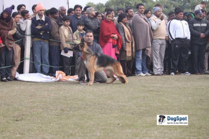 German Shepherd,, Ghaziabad Dog Show 2010, DogSpot.in