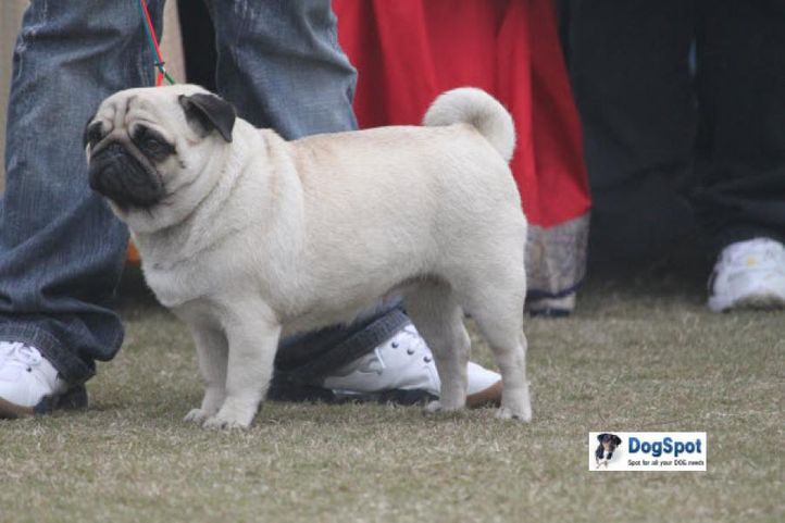 Pug,, Ghaziabad Dog Show 2010, DogSpot.in