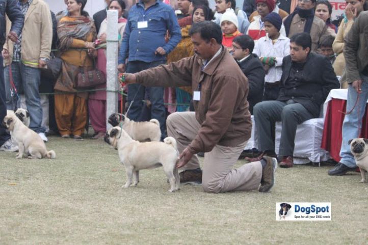 Pug,, Ghaziabad Dog Show 2010, DogSpot.in