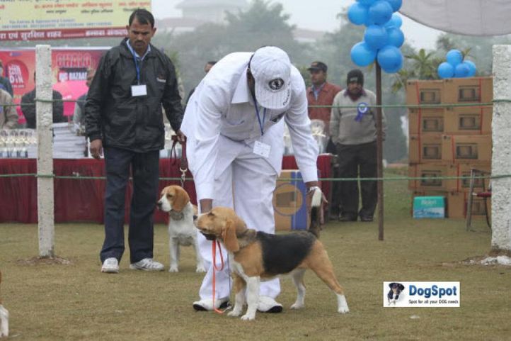 Beagle,, Ghaziabad Dog Show 2010, DogSpot.in
