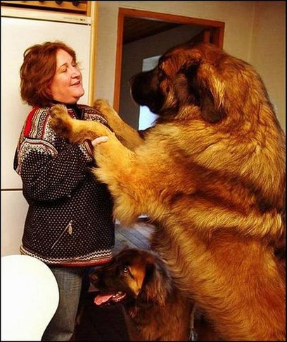 giant dogs, Giant Dogs, DogSpot.in