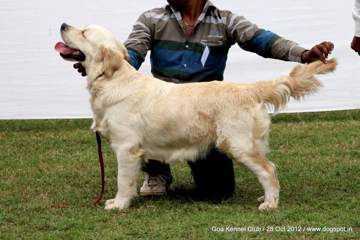 golden retriever,sw-63,, Goa 2012, DogSpot.in