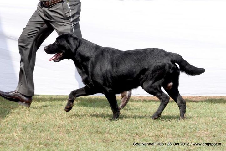 ex-100,labrador retriever,sw-63,, BLACK BUBBLE , Labrador Retriever, DogSpot.in