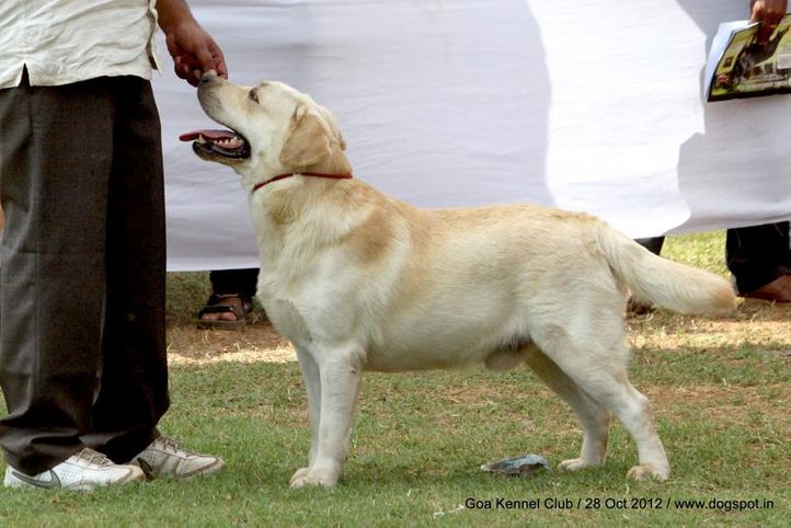 labrador retriever,sw-63,, Goa 2012, DogSpot.in