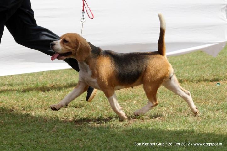 beagle,sw-63,, Goa 2012, DogSpot.in
