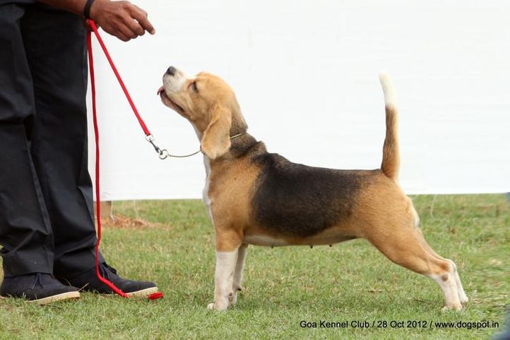 beagle,sw-63,, Goa 2012, DogSpot.in