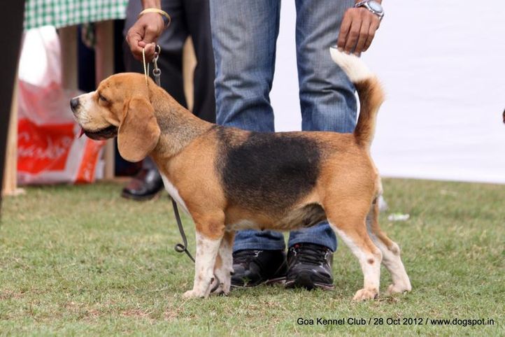 beagle,ex-56,sw-63,, ROSY'S BEE. BEE. CEE, Beagle, DogSpot.in
