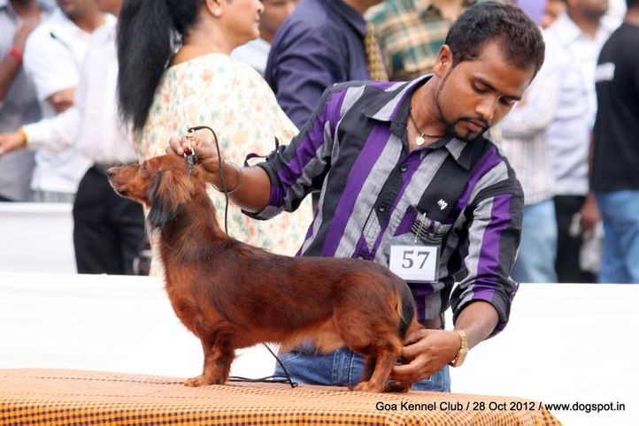 dachshund long hair,ex-57,sw-63,, JERRY OF MARTINDOM, Dachshund Standard- Long Haired, DogSpot.in
