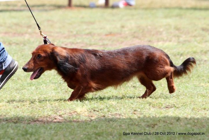 dachshund long hair,ex-57,sw-63,, JERRY OF MARTINDOM, Dachshund Standard- Long Haired, DogSpot.in