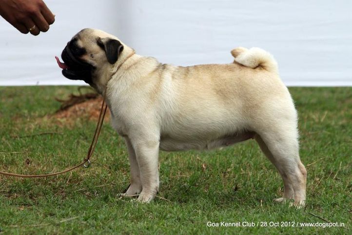 ex-21,pug,sw-63,, INAPETS LADYGAGA IN THE RING, Pug, DogSpot.in