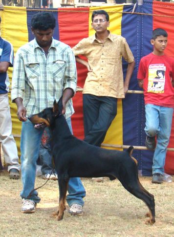 goa dog show , Goa Dog Show ., DogSpot.in