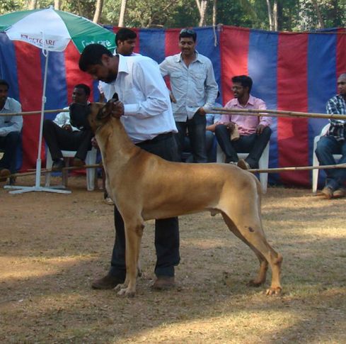 goa dog show , Goa Dog Show ., DogSpot.in