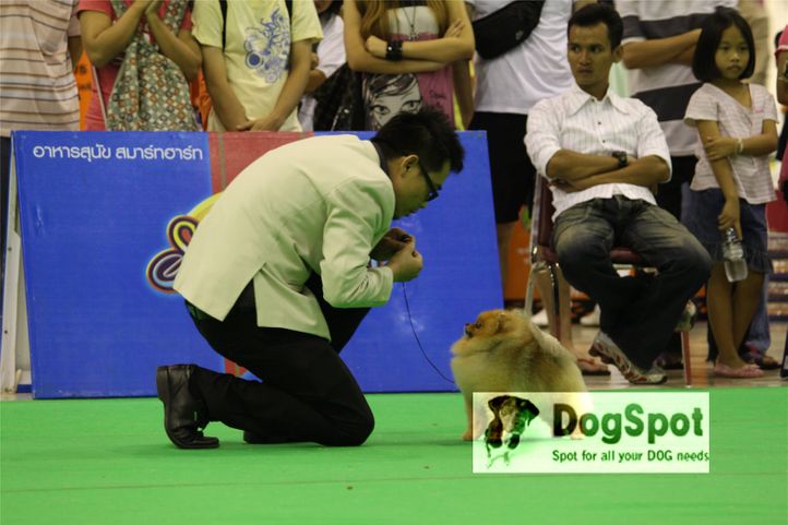 pomeranian,poms,, Grand Show Thailand 2009, DogSpot.in