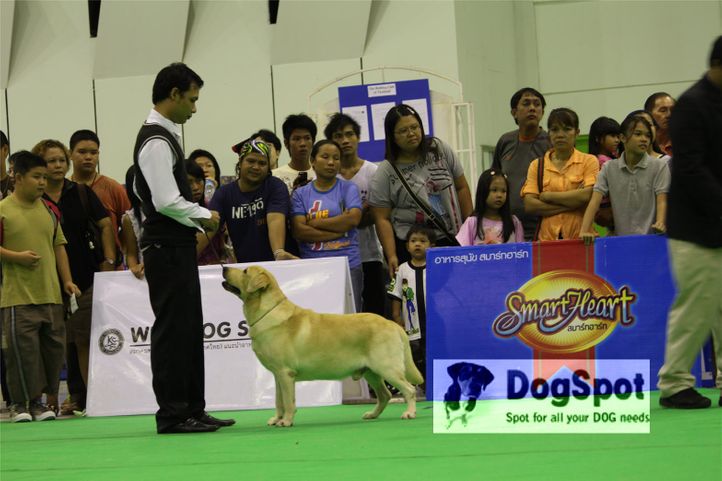 labrador,, Grand Show Thailand 2009, DogSpot.in