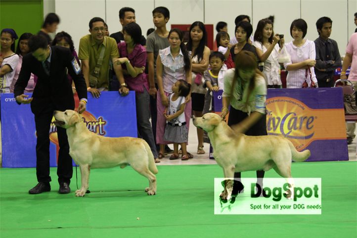 labrador,, Grand Show Thailand 2009, DogSpot.in