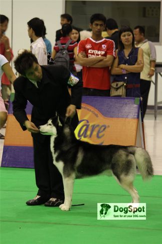 huskie,, Grand Show Thailand 2009, DogSpot.in