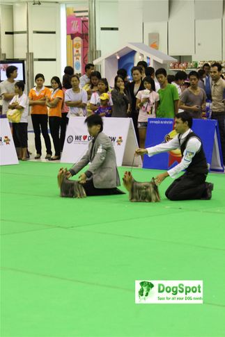 Yorkies,, Grand Show Thailand 2009, DogSpot.in
