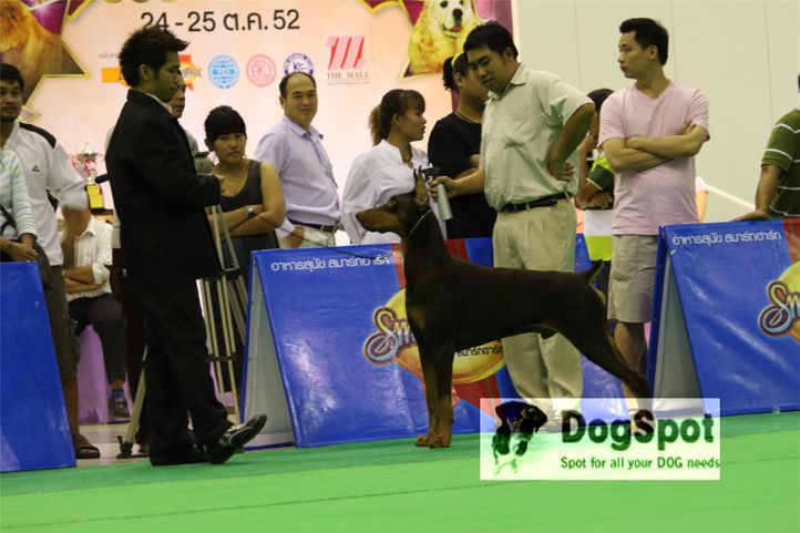 Doberman,, Grand Show Thailand 2009, DogSpot.in