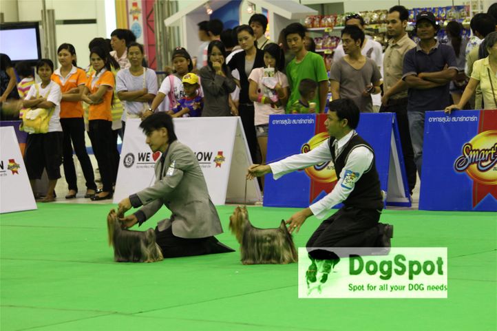Yorkies,, Grand Show Thailand 2009, DogSpot.in