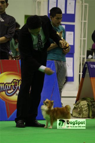 chihuahua,, Grand Show Thailand 2009, DogSpot.in