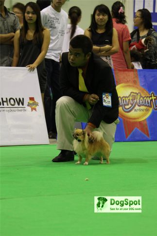 chihuahua,, Grand Show Thailand 2009, DogSpot.in