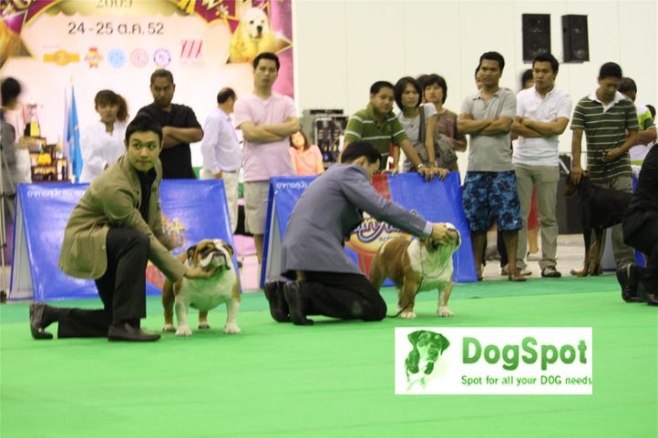 BullDog,, Grand Show Thailand 2009, DogSpot.in