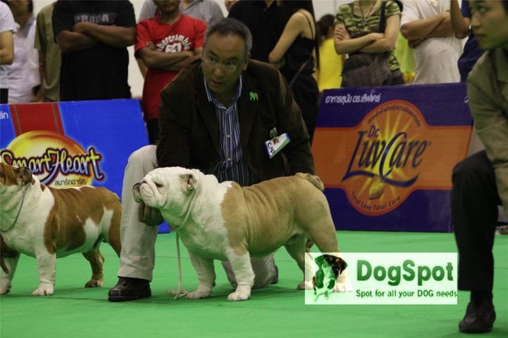 BullDog,, Grand Show Thailand 2009, DogSpot.in