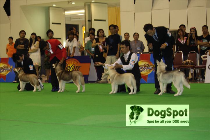 Labrador,, Grand Show Thailand 2009, DogSpot.in