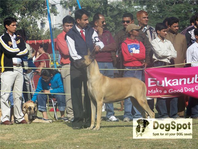greatdane,gdci,, Great Dane National Show- Delhi 2008, DogSpot.in