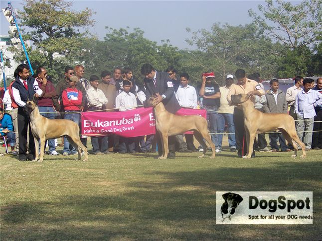 greatdane,gdci,, Great Dane National Show- Delhi 2008, DogSpot.in