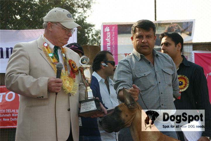 greatdane,prize,lineup,, Great Dane National Show- Delhi 2008, DogSpot.in