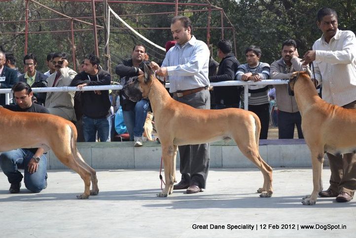 great dane speciality 2012, Great Dane Speciality 2012, DogSpot.in