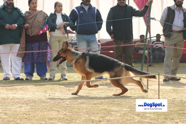 , GSD Speciality Delhi, DogSpot.in