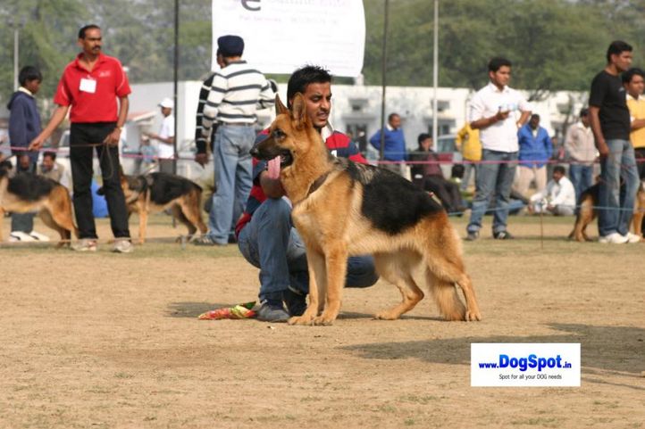 , GSD Speciality Delhi, DogSpot.in