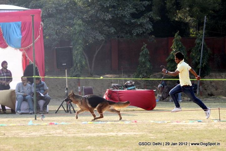 gsd,, GSDCI Delhi, DogSpot.in