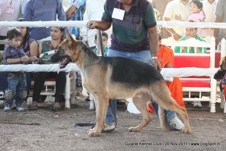 ex-178,gsd,sw-44,, Gujarat Kennel Club, DogSpot.in