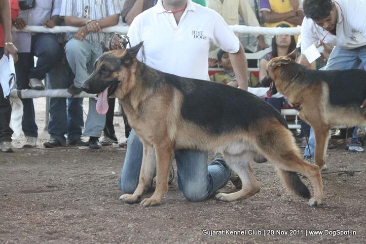 gsd,sw-44,, Gujarat Kennel Club, DogSpot.in