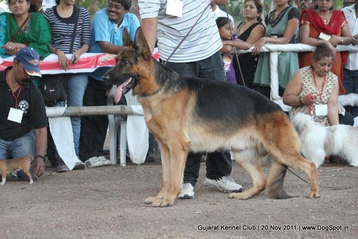 ex-196,gsd,sw-44,, Gujarat Kennel Club, DogSpot.in