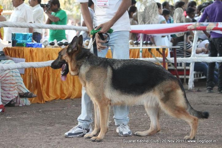 ex-206,gsd,sw-44,, Gujarat Kennel Club, DogSpot.in