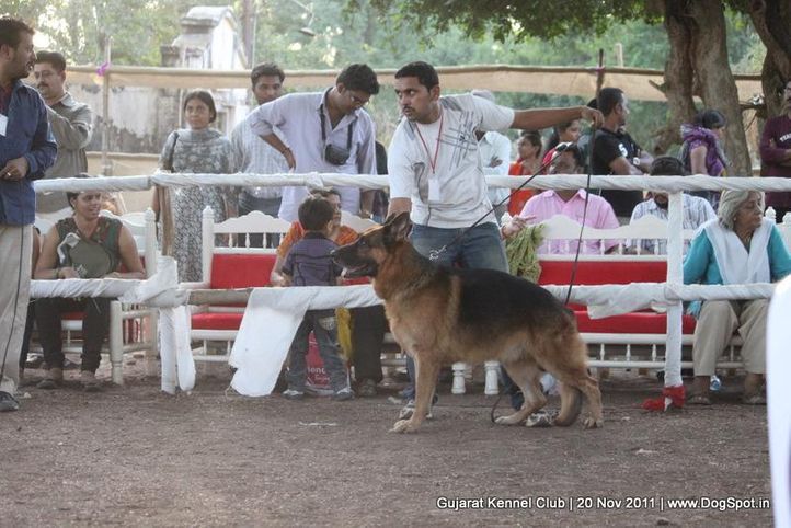 ex-220,gsd,sw-44,, Gujarat Kennel Club, DogSpot.in