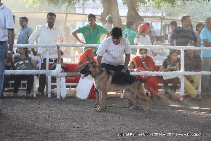gsd,sw-44,, Gujarat Kennel Club, DogSpot.in