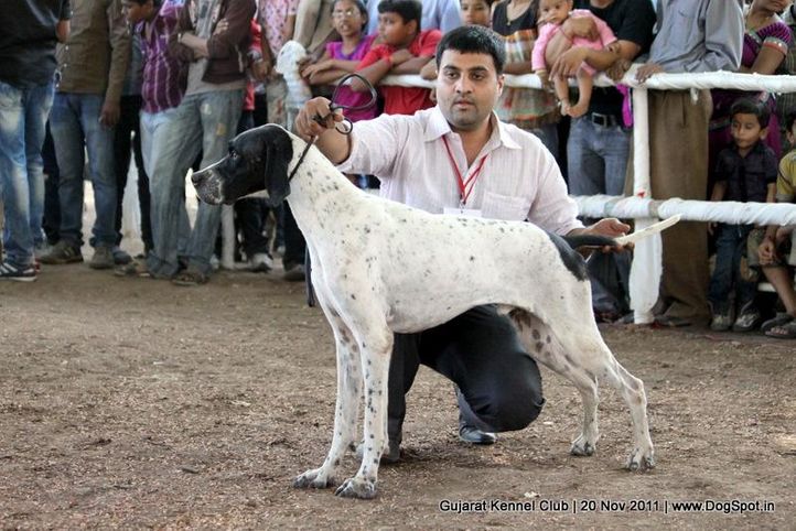 ex-56,pointer,sw-44,, Gujarat Kennel Club, DogSpot.in
