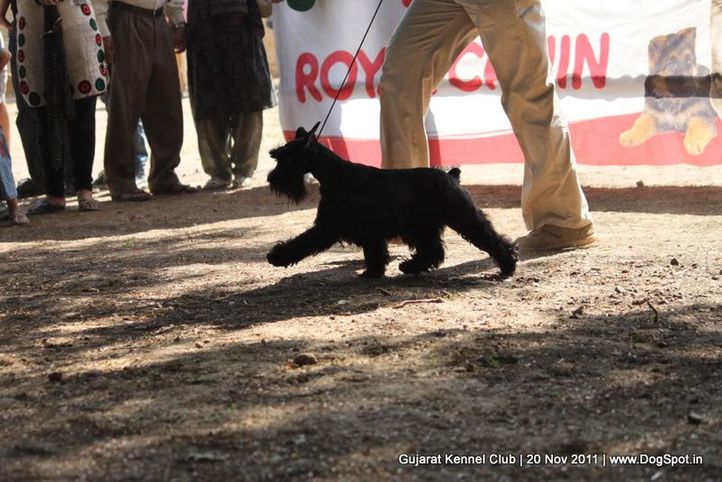ex-32,schnauzer,sw-44,, Gujarat Kennel Club, DogSpot.in