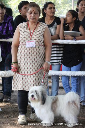ex-35,sw-44,terrier,, Gujarat Kennel Club, DogSpot.in
