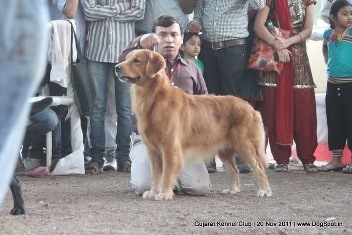 golden,sw-44,, Gujarat Kennel Club, DogSpot.in