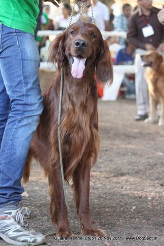 irish,sw-44,, Gujarat Kennel Club, DogSpot.in