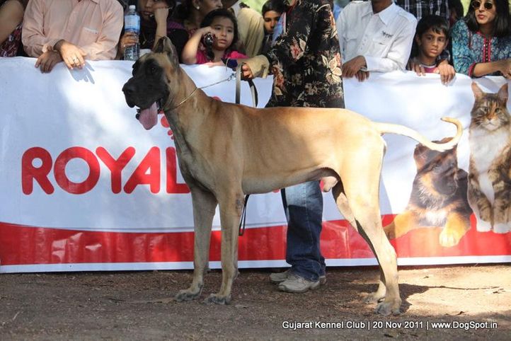 great dane,sw-44,, Gujarat Kennel Club, DogSpot.in