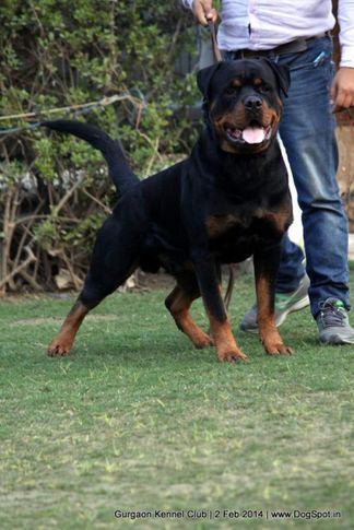 rottweiler,,sw-113, Gurgaon Dog Show (2 Feb 2014), DogSpot.in