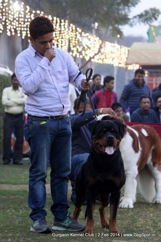 rottweiler,,sw-113, Gurgaon Dog Show (2 Feb 2014), DogSpot.in