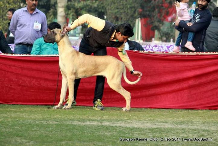 great dane,,sw-113, Gurgaon Dog Show (2 Feb 2014), DogSpot.in